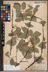 Foto von Salix caprea L.